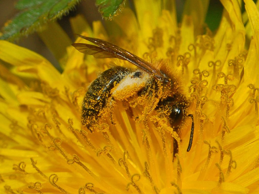 femmina di Andrena sp.